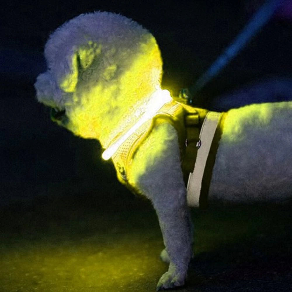 Collare LED Luminoso Cane e Gatto USB Ricaricabile e regolabile 2 misure